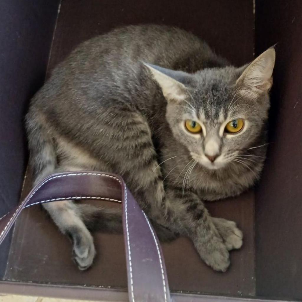 Enlarge Princesa, a Adoptable Domestic Short Hair in Oakland Park, FL image 2/3