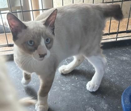 Traddie, Adoptable, Young Male Domestic Short Hair & Domestic Short Hair.