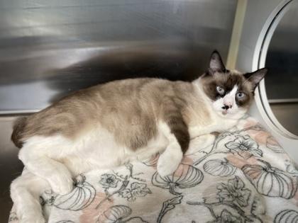 Traddie, a Adoptable Domestic Short Hair in Pendleton, OR image 2/3