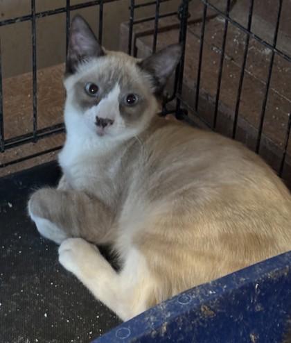 Traddie, a Adoptable Domestic Short Hair image 2/2