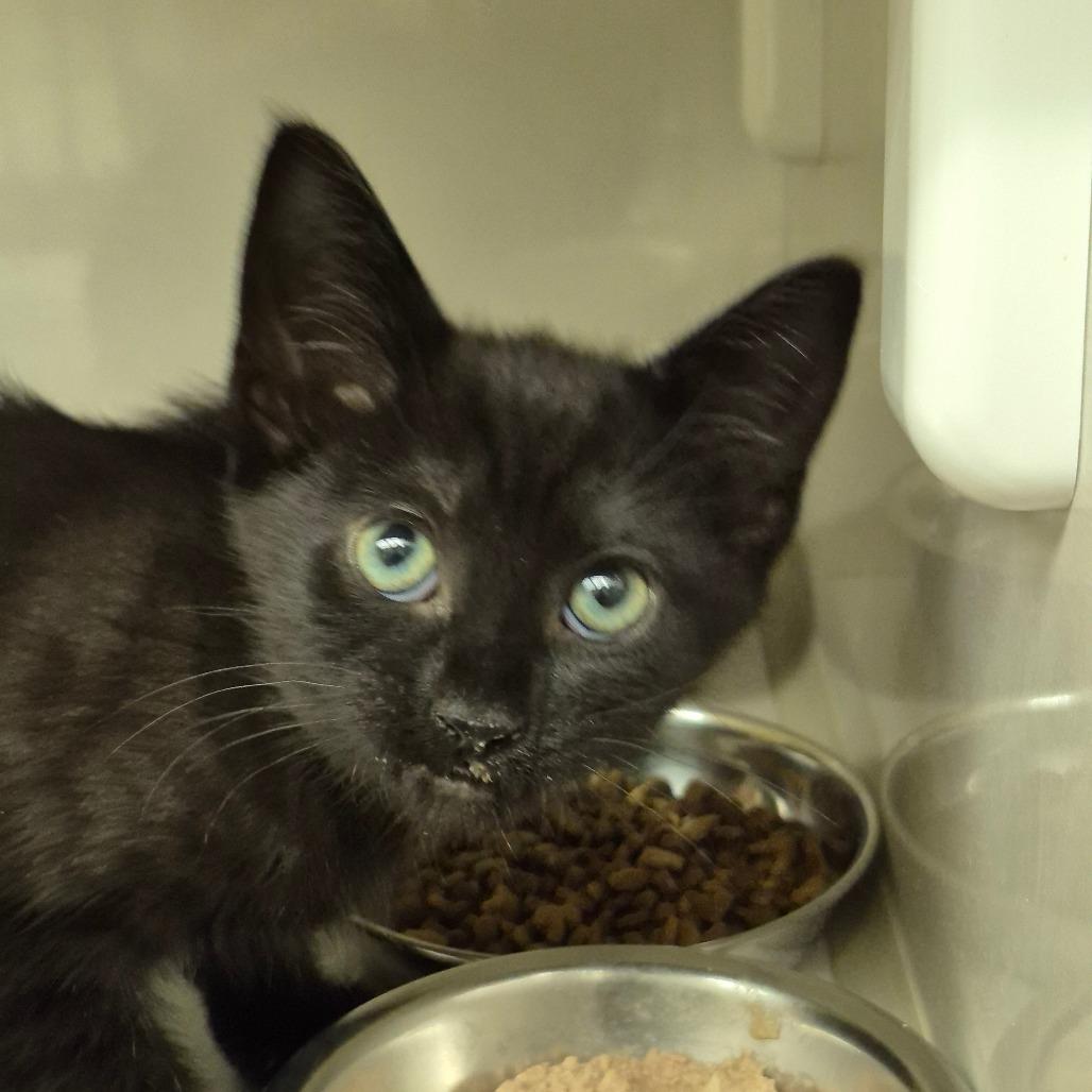 Pepper, Adoptable, Kitten Male Domestic Short Hair.