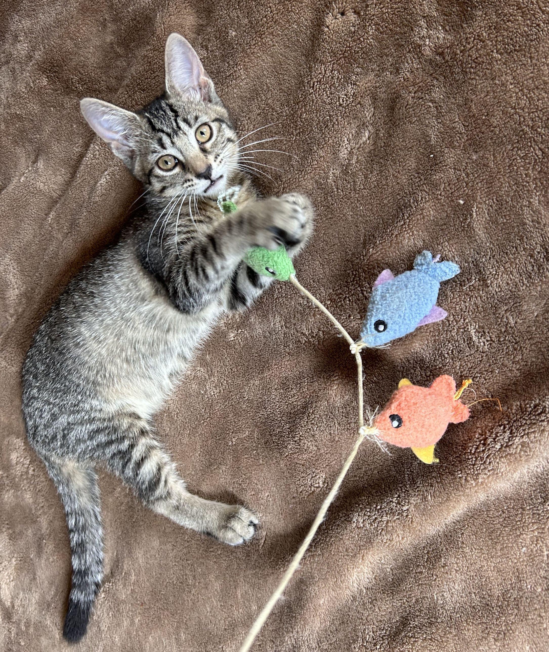 Enlarge Iris, a Adoptable Domestic Short Hair in Beltsville, MD image 3/5