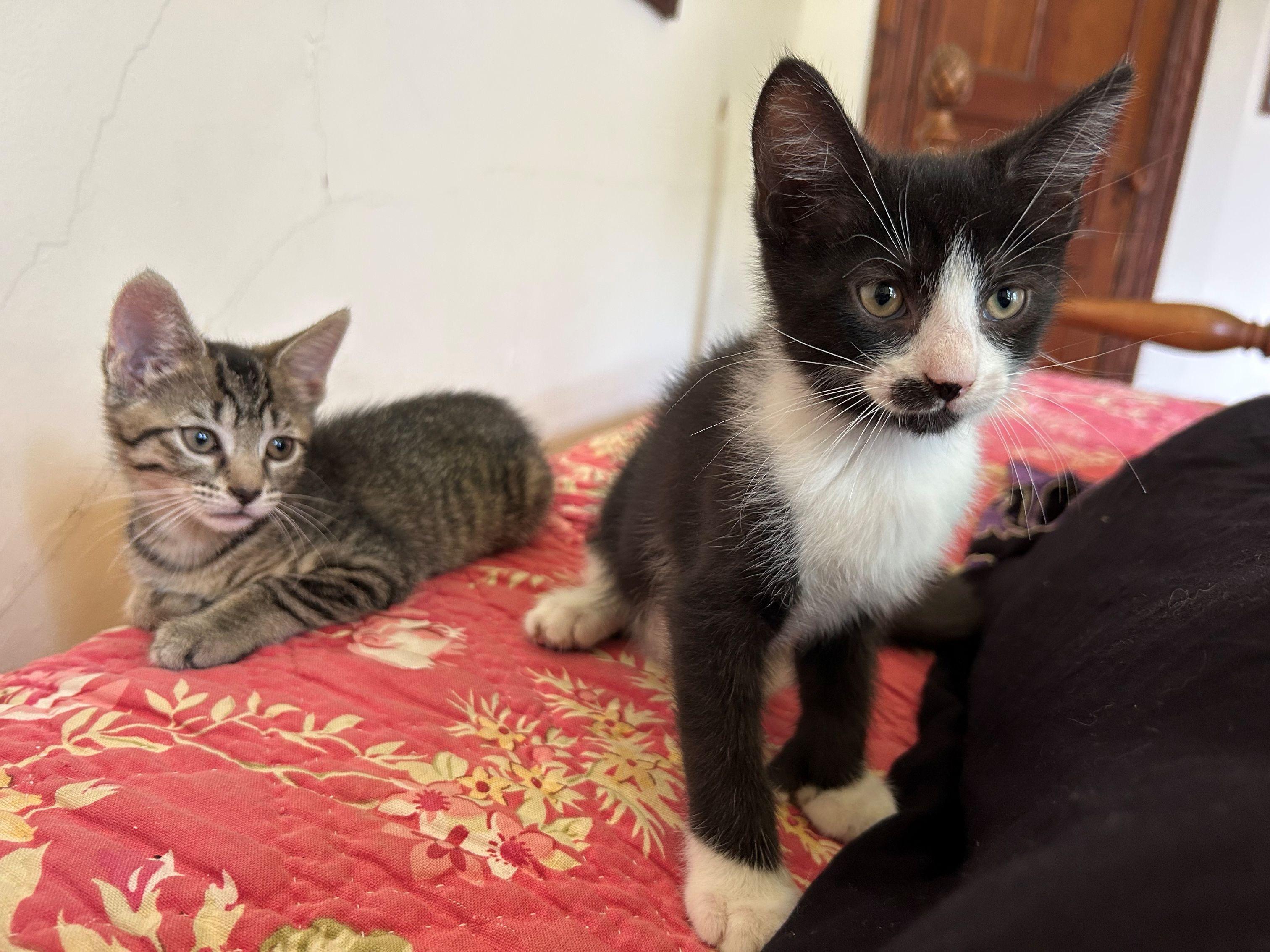 Enlarge Iris, a Adoptable Domestic Short Hair in Beltsville, MD image 5/5