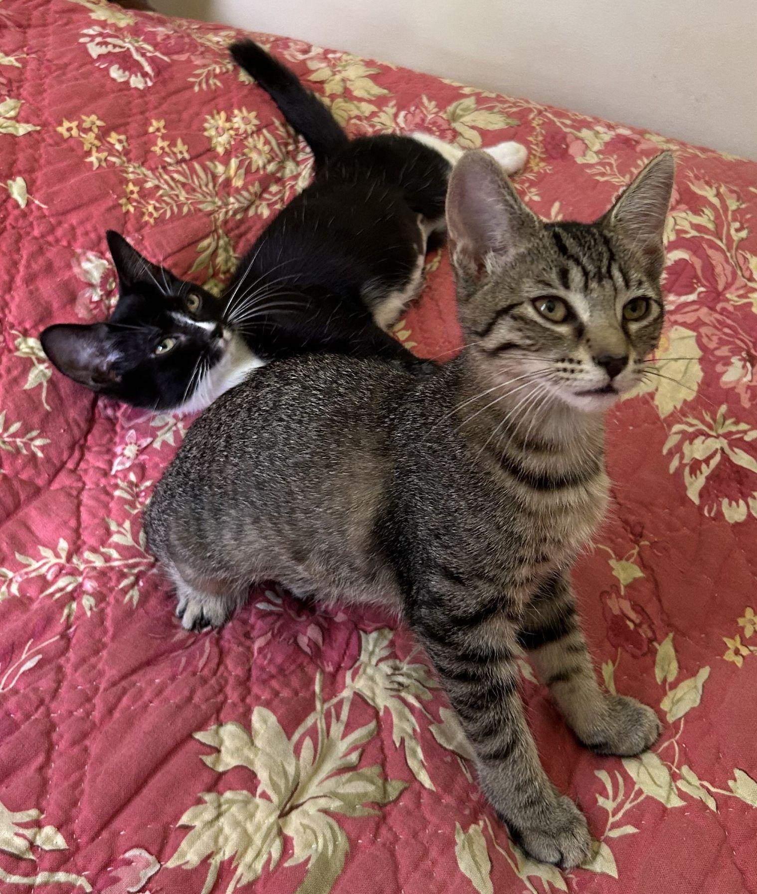 Enlarge Iris, a Adoptable Domestic Short Hair in Beltsville, MD image 1/5