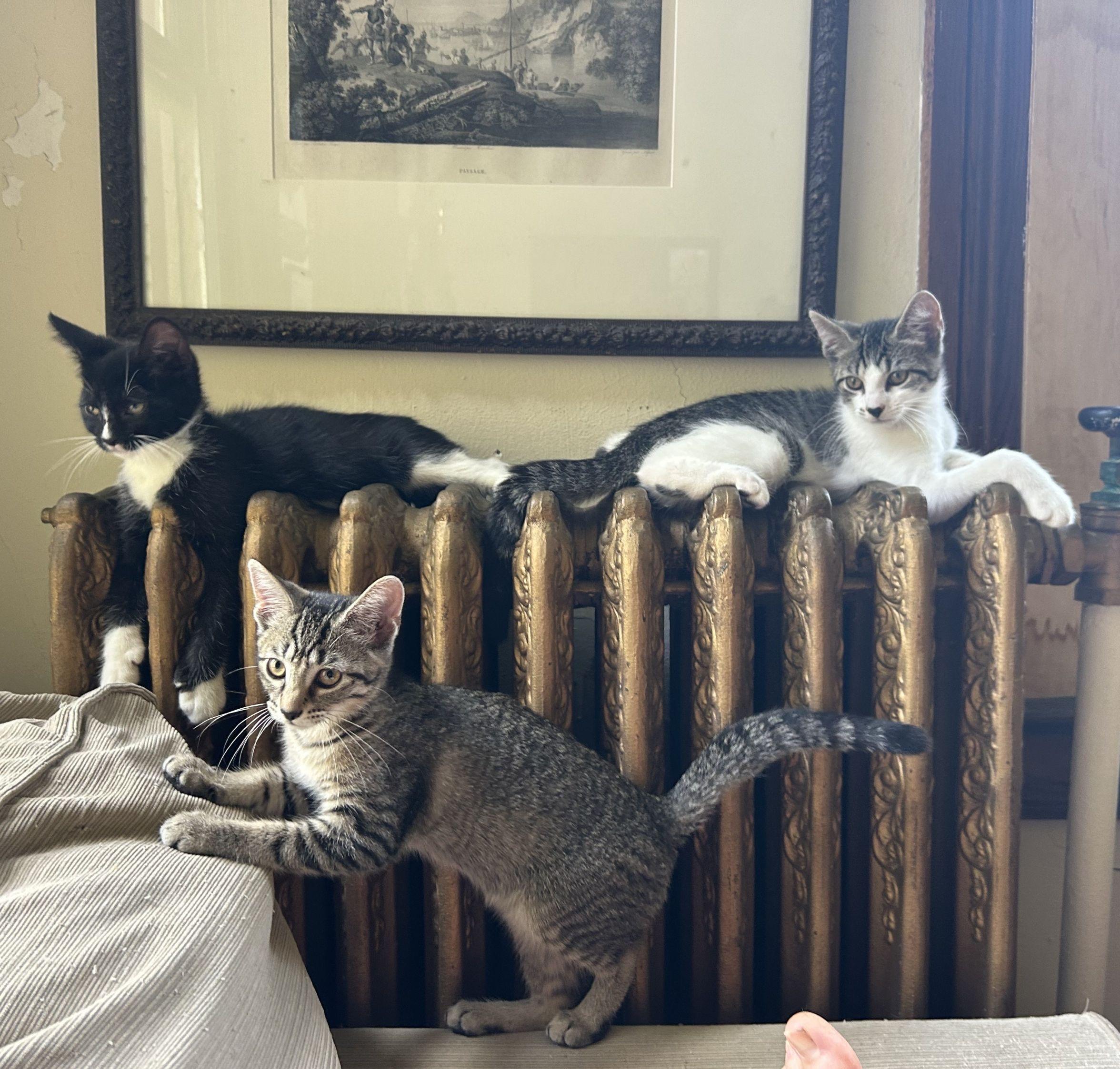 Enlarge Iris, a Adoptable Domestic Short Hair in Beltsville, MD image 4/5