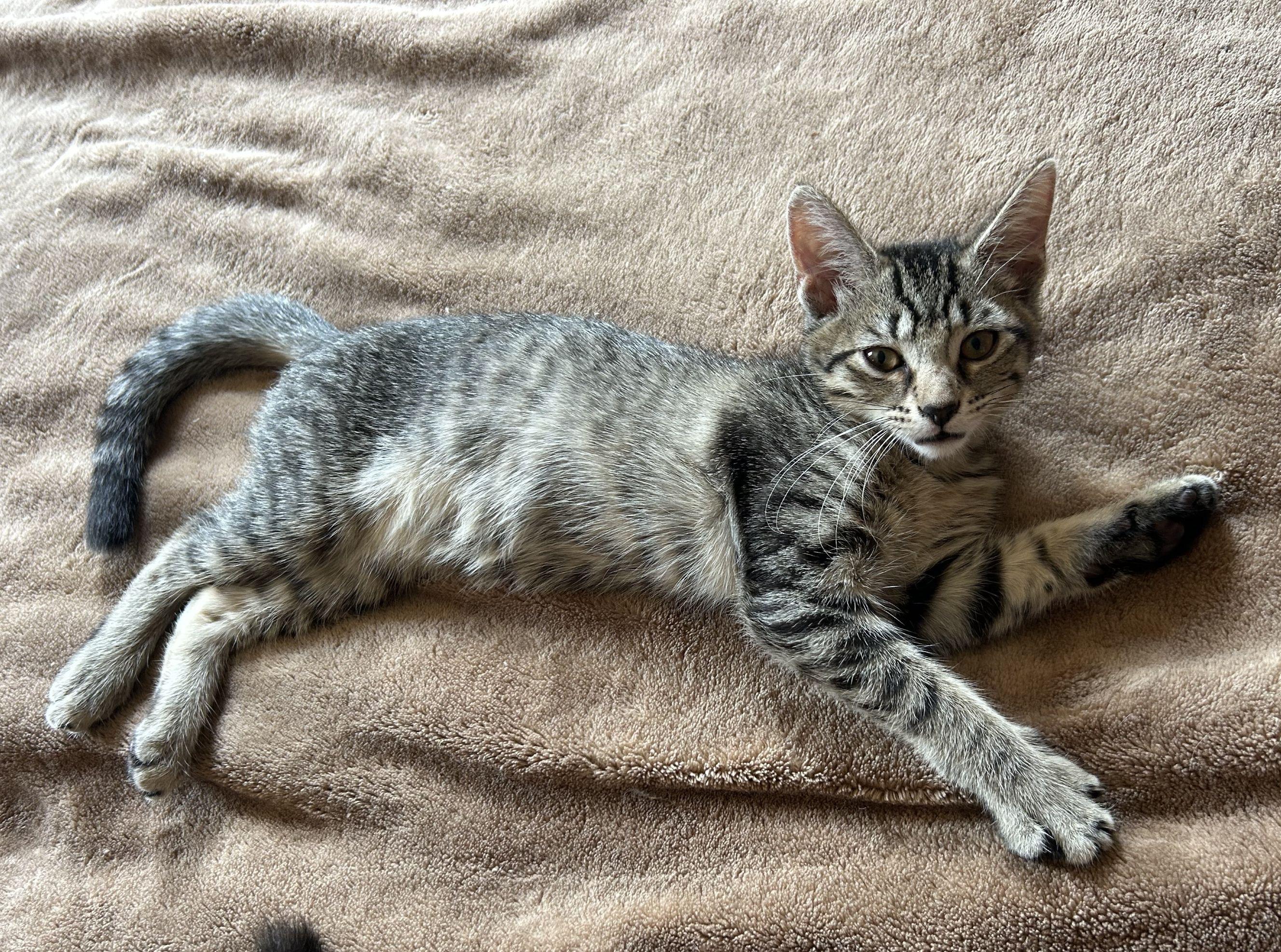 Enlarge Iris, a Adoptable Domestic Short Hair in Beltsville, MD image 2/5