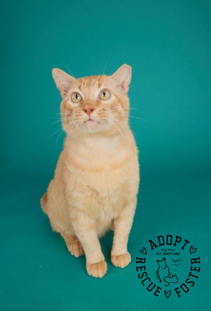 Valentino, Adoptable, Adult Male Domestic Short Hair.