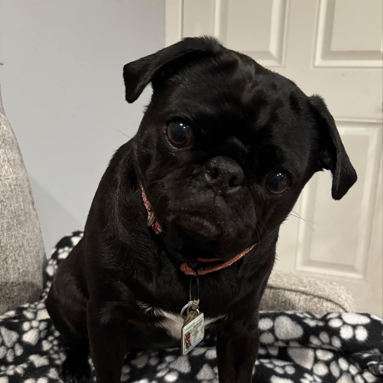 Stella, Adopted, Adult Female Pug.