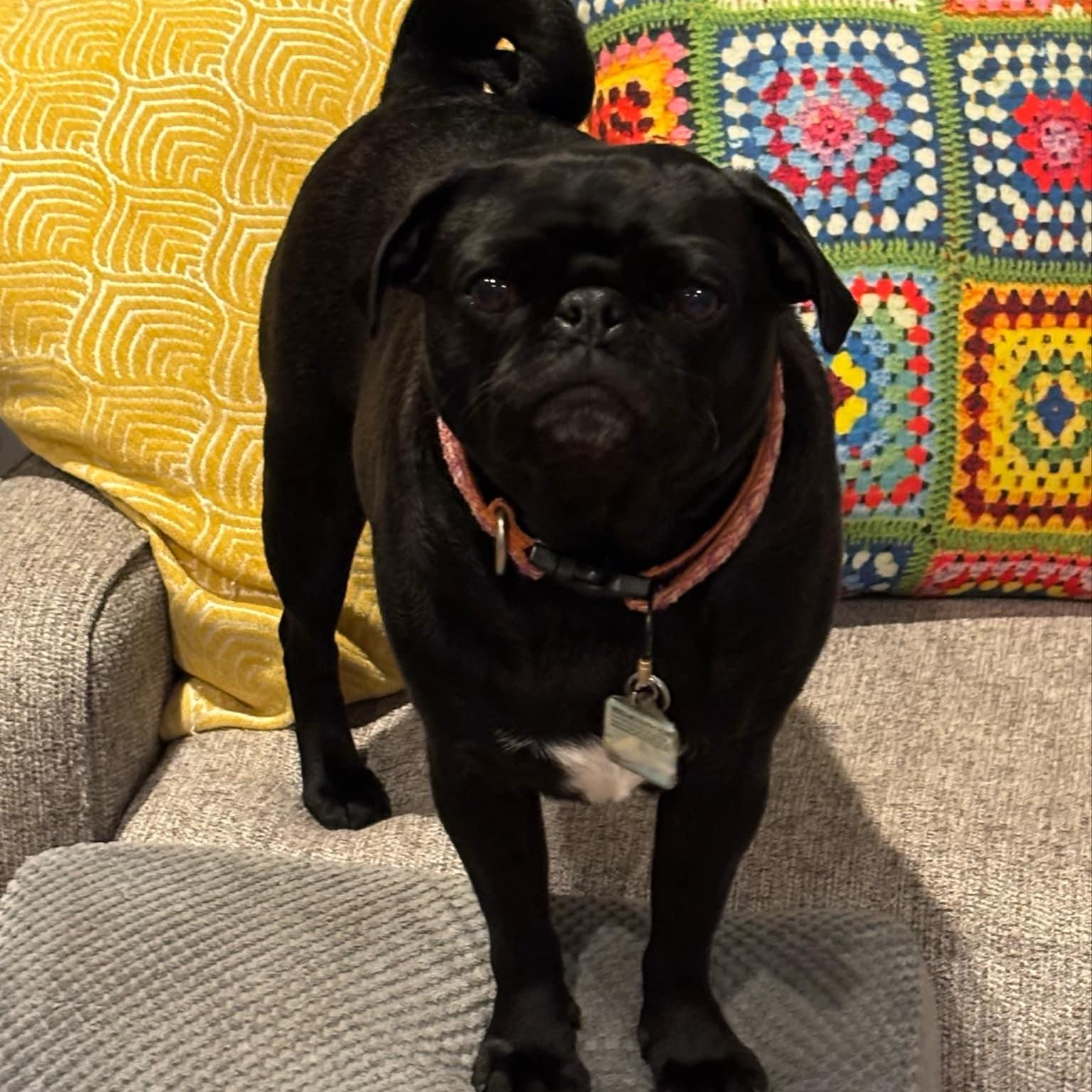 Stella, a Adopted Pug in Ferndale, WA image 3/4