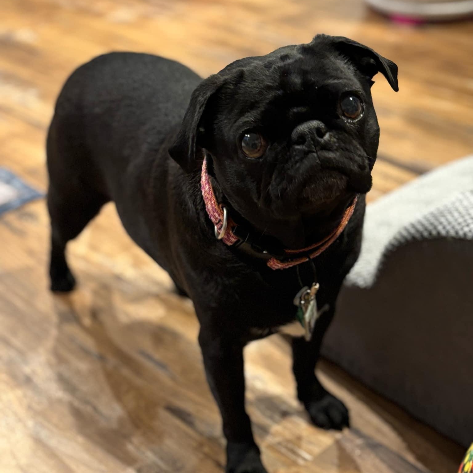 Stella, a Adopted Pug in Ferndale, WA image 2/4