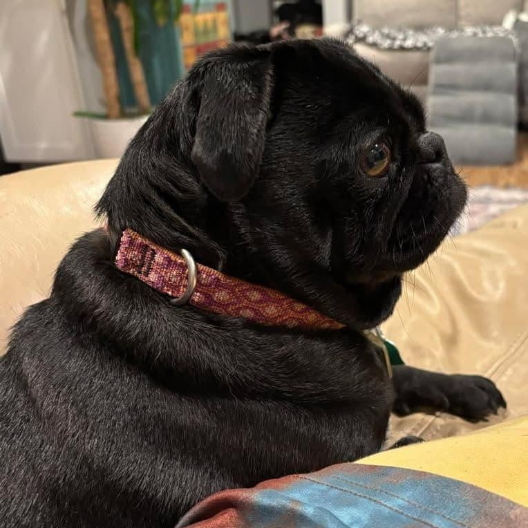 Stella, a Adopted Pug in Ferndale, WA image 4/4