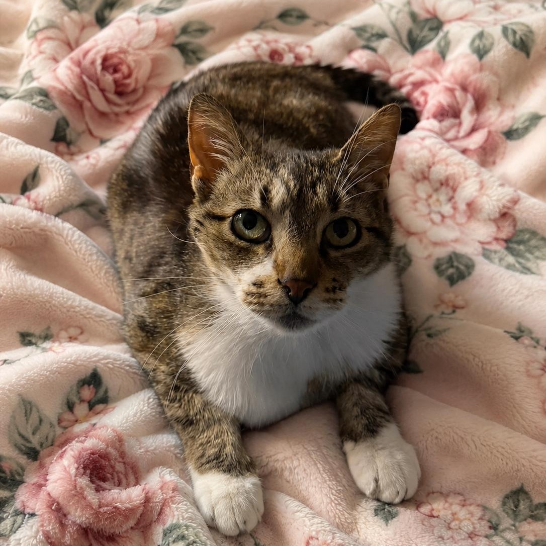 Scarlett aka snuggle buddy, ADOPTABLE, Adult Female Tabby.