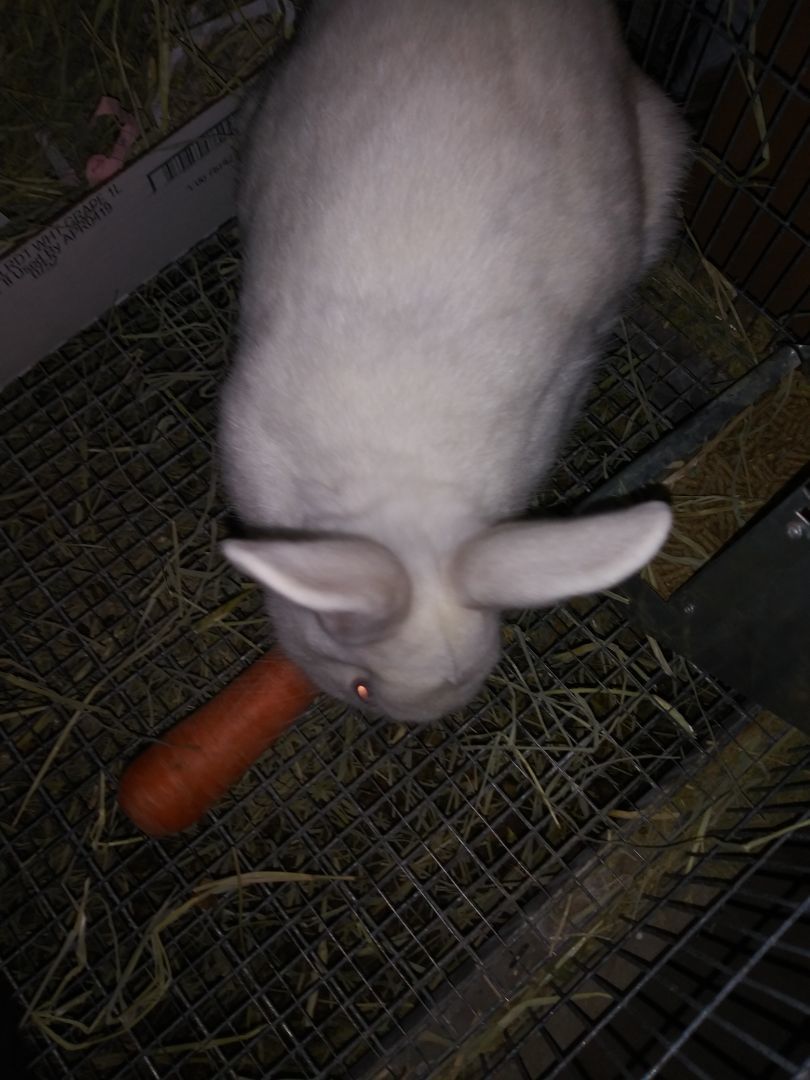 Flopsy