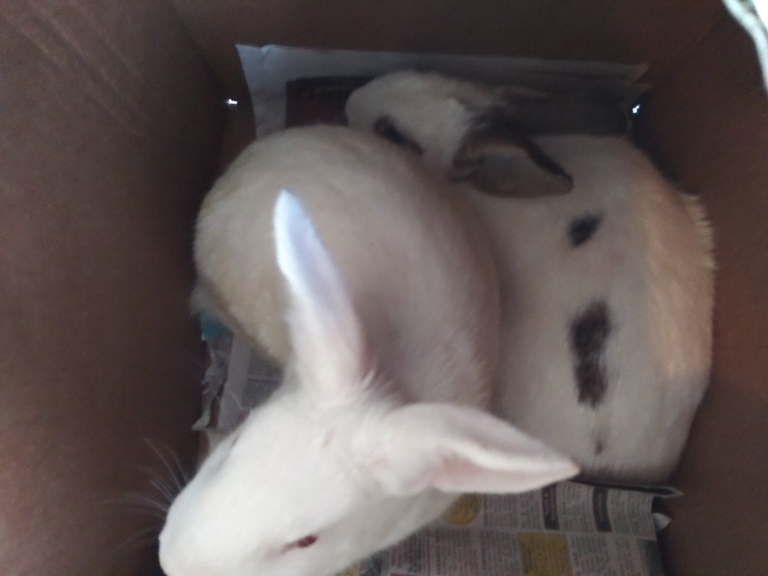 Flopsy, Adult Male Florida White
