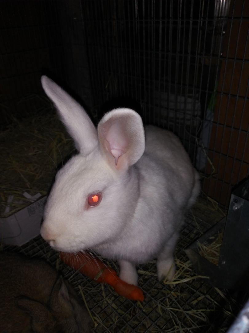 Flopsy