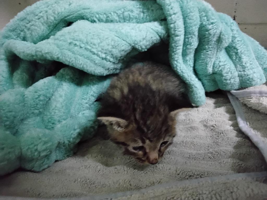 Enlarge Bella, a Adopted mixed breed in Ada, OK image 1/1