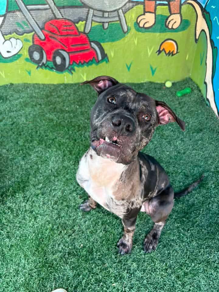 JEFF, a ADOPTABLE mixed breed in Vandergrift, PA image 2/4