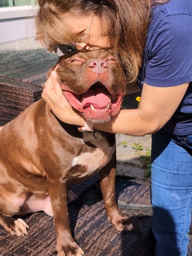 Zeus, Adopted, Adult Male Pit Bull Terrier.