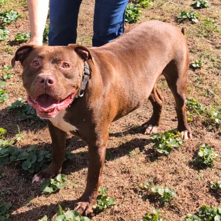 Enlarge Zeus, a Adopted Pit Bull Terrier in Contoocook, NH image 2/6