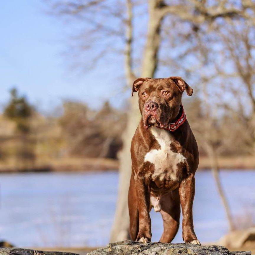 Enlarge Zeus, a Adopted Pit Bull Terrier in Contoocook, NH image 4/6