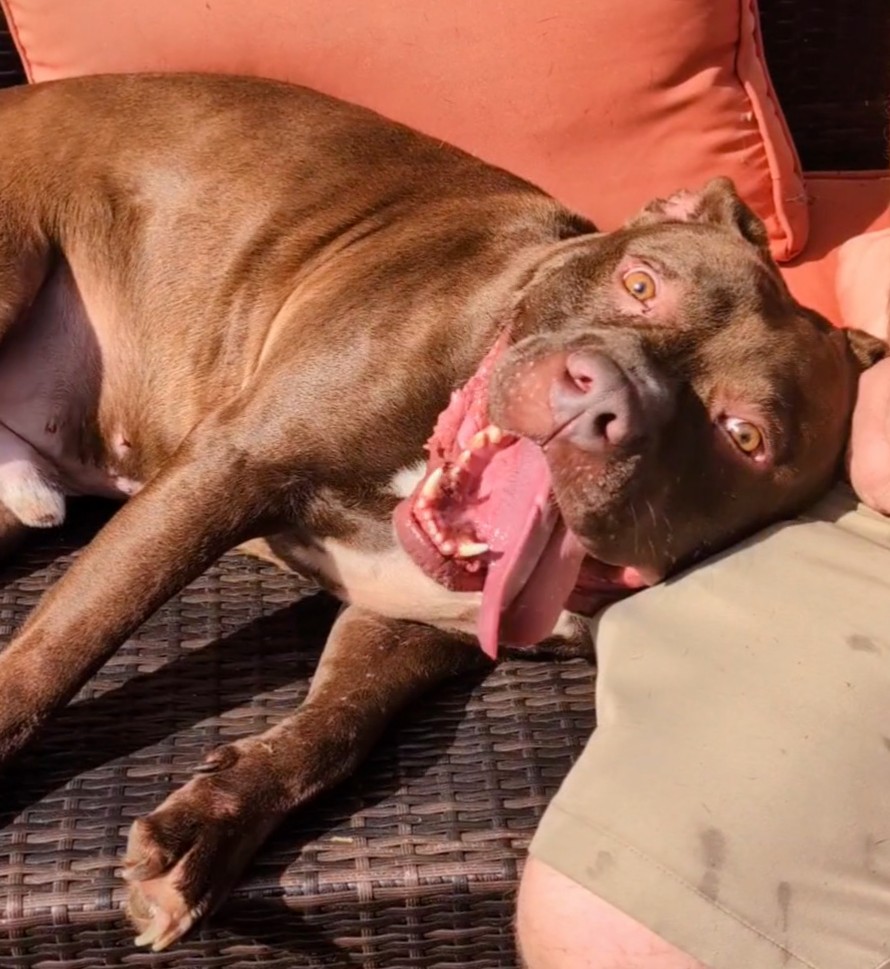 Enlarge Zeus, a Adopted Pit Bull Terrier in Contoocook, NH image 5/6