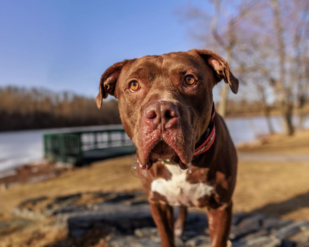 Enlarge Zeus, a Adopted Pit Bull Terrier in Contoocook, NH image 3/6