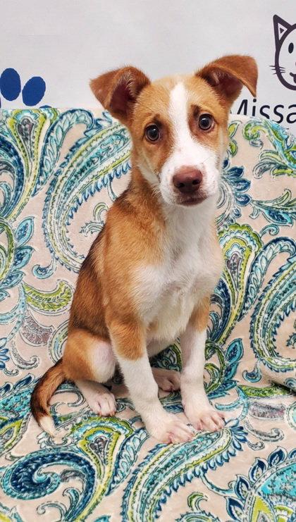 Merida (7010), Adoptable, Puppy Female Shepherd & Labrador Retriever.