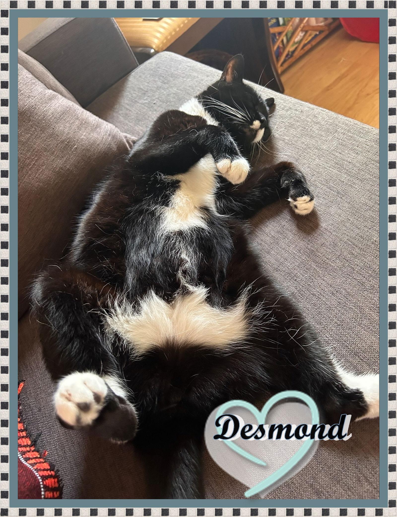 DESMOND -ADOPTION PENDING!, Adopted, Senior Male Domestic Short Hair.