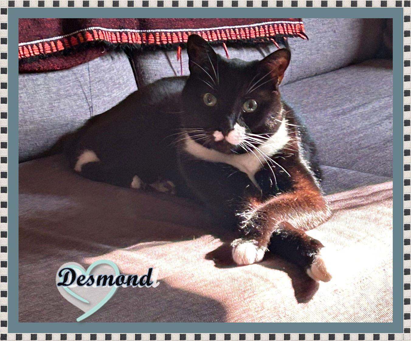 Enlarge DESMOND -ADOPTION PENDING!, a Adopted Domestic Short Hair in London, ON image 2/3