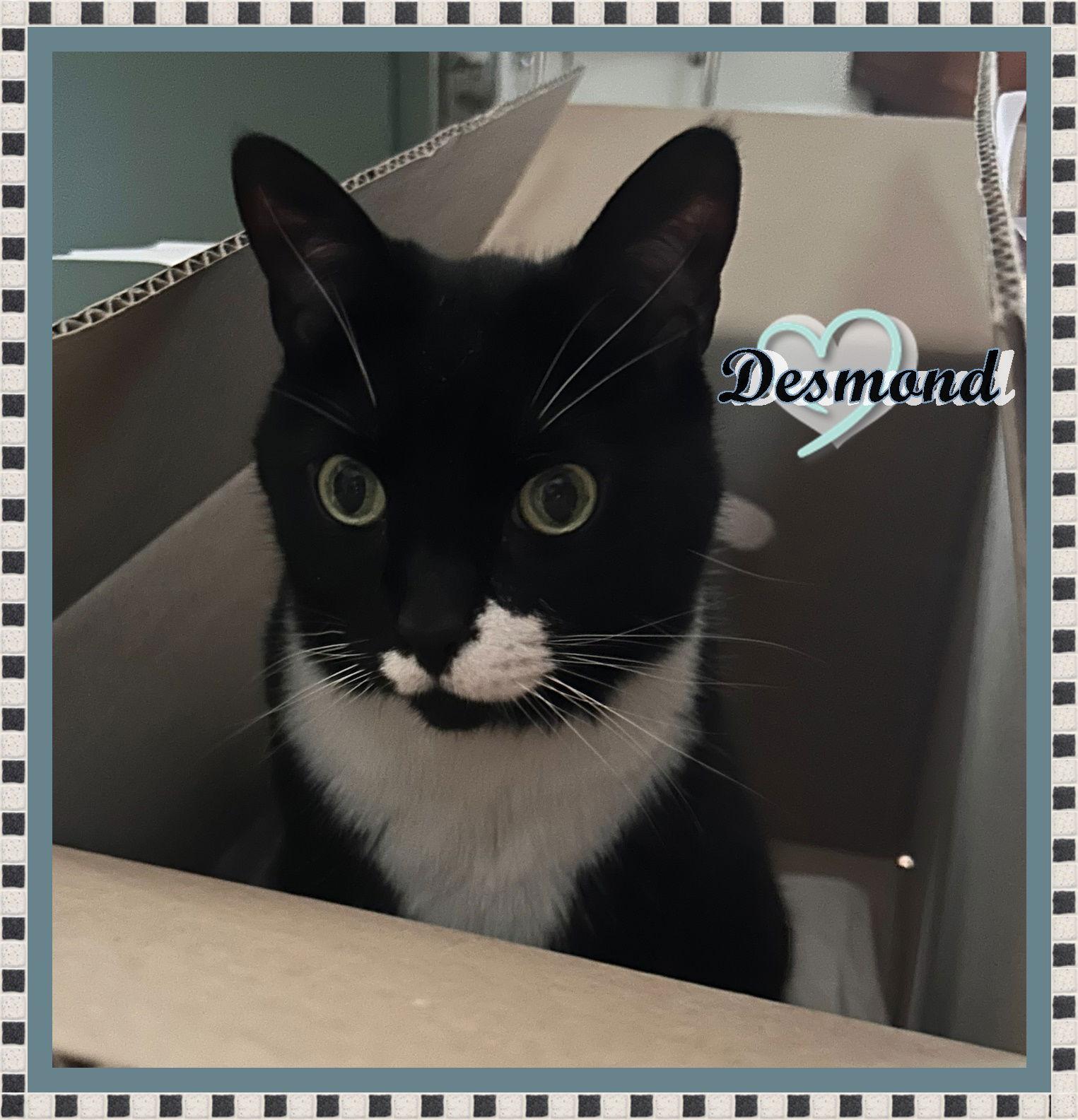 Enlarge DESMOND -ADOPTION PENDING!, a Adopted Domestic Short Hair in London, ON image 3/3