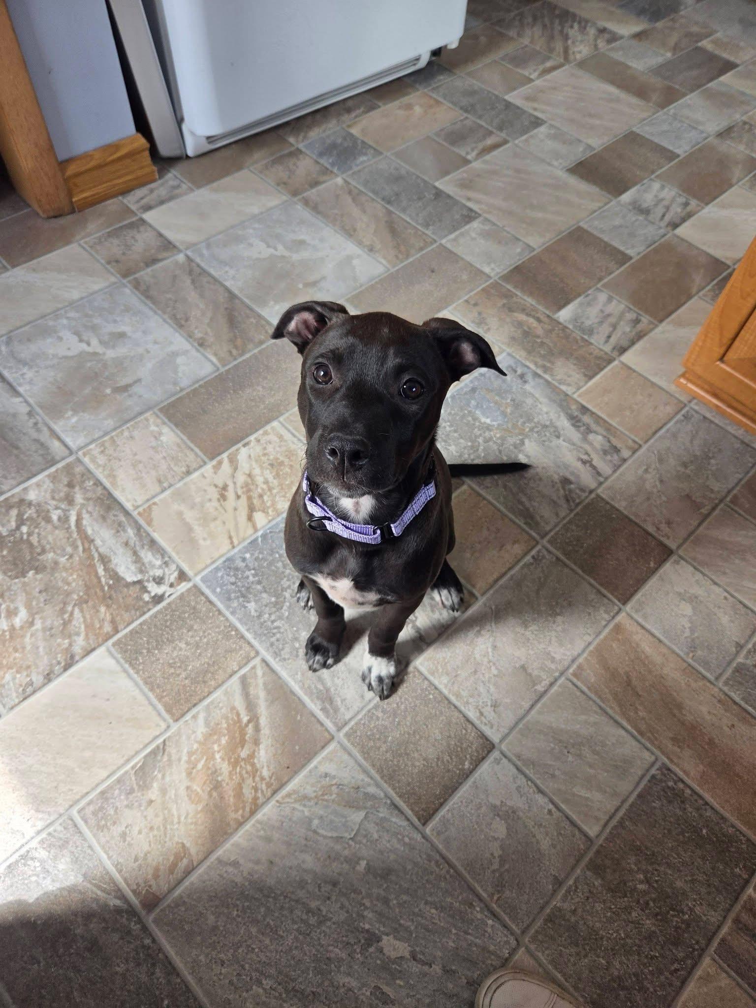 Enlarge Piper the Bully mix puppy, a Adoptable mixed breed in Muskego, WI image 3/6