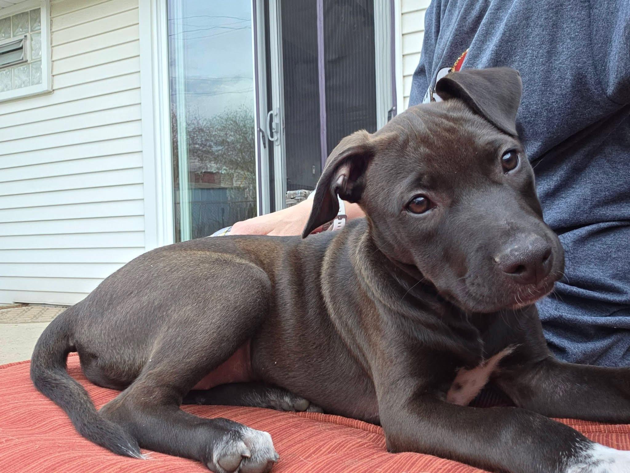 Enlarge Piper the Bully mix puppy, a Adoptable mixed breed in Muskego, WI image 4/6