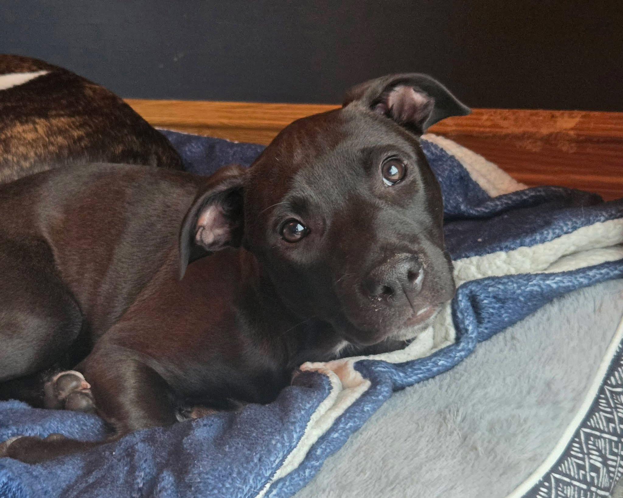 Enlarge Piper the Bully mix puppy, a Adoptable mixed breed in Muskego, WI image 1/6