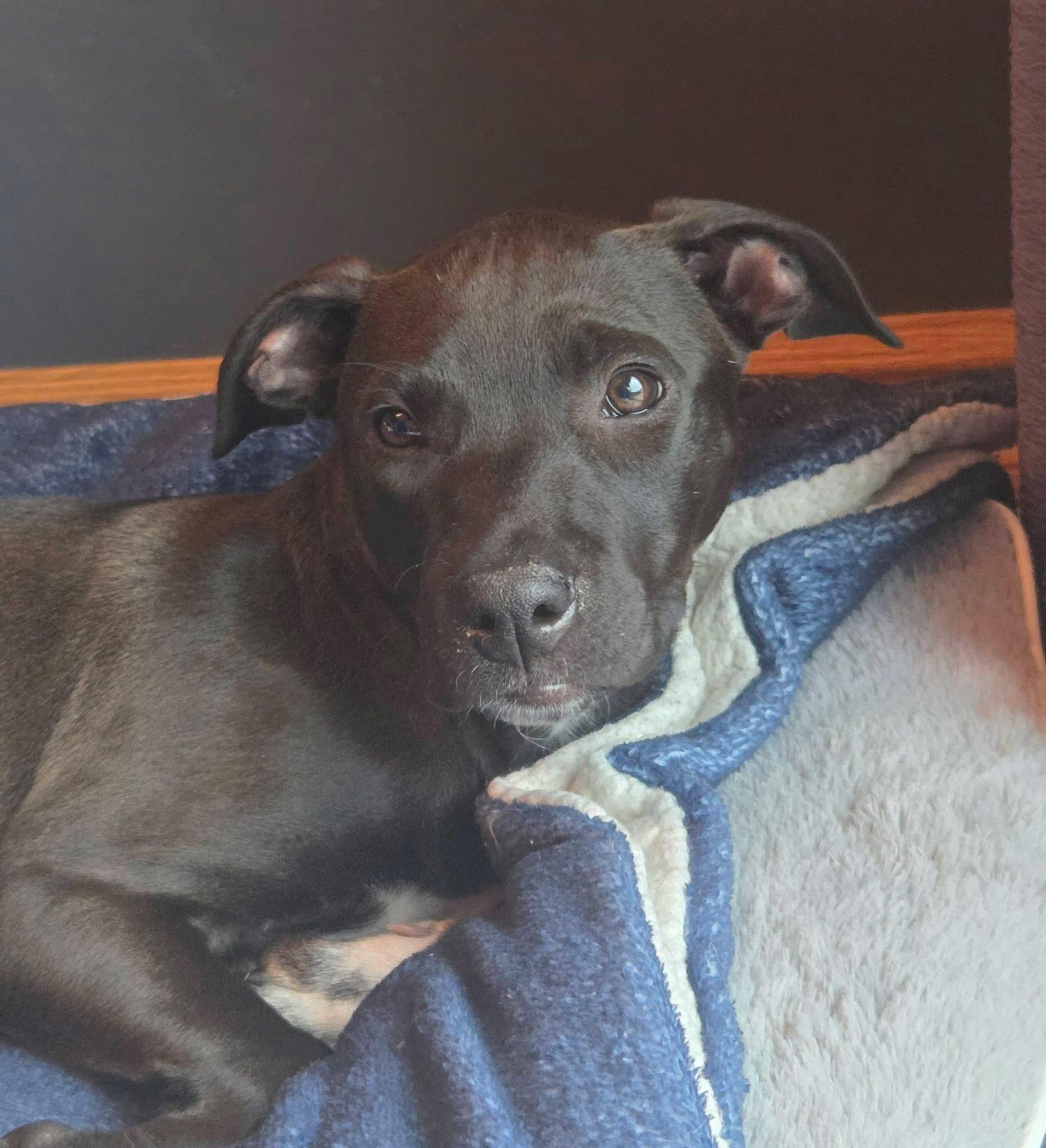 Enlarge Piper the Bully mix puppy, a Adoptable mixed breed in Muskego, WI image 5/6