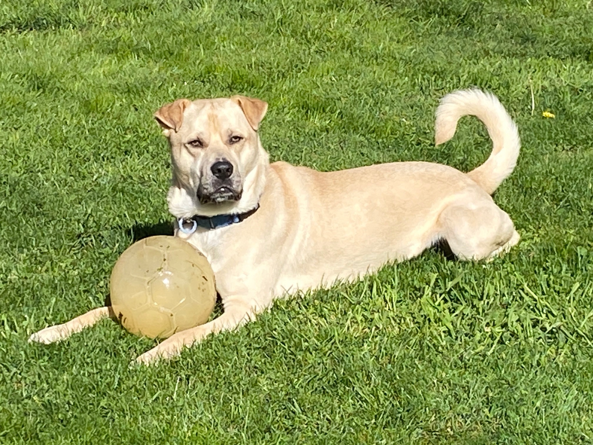 Buddy (Lab/Shar Pei), Adoptable, Adult Male Labrador Retriever & Shar-Pei.