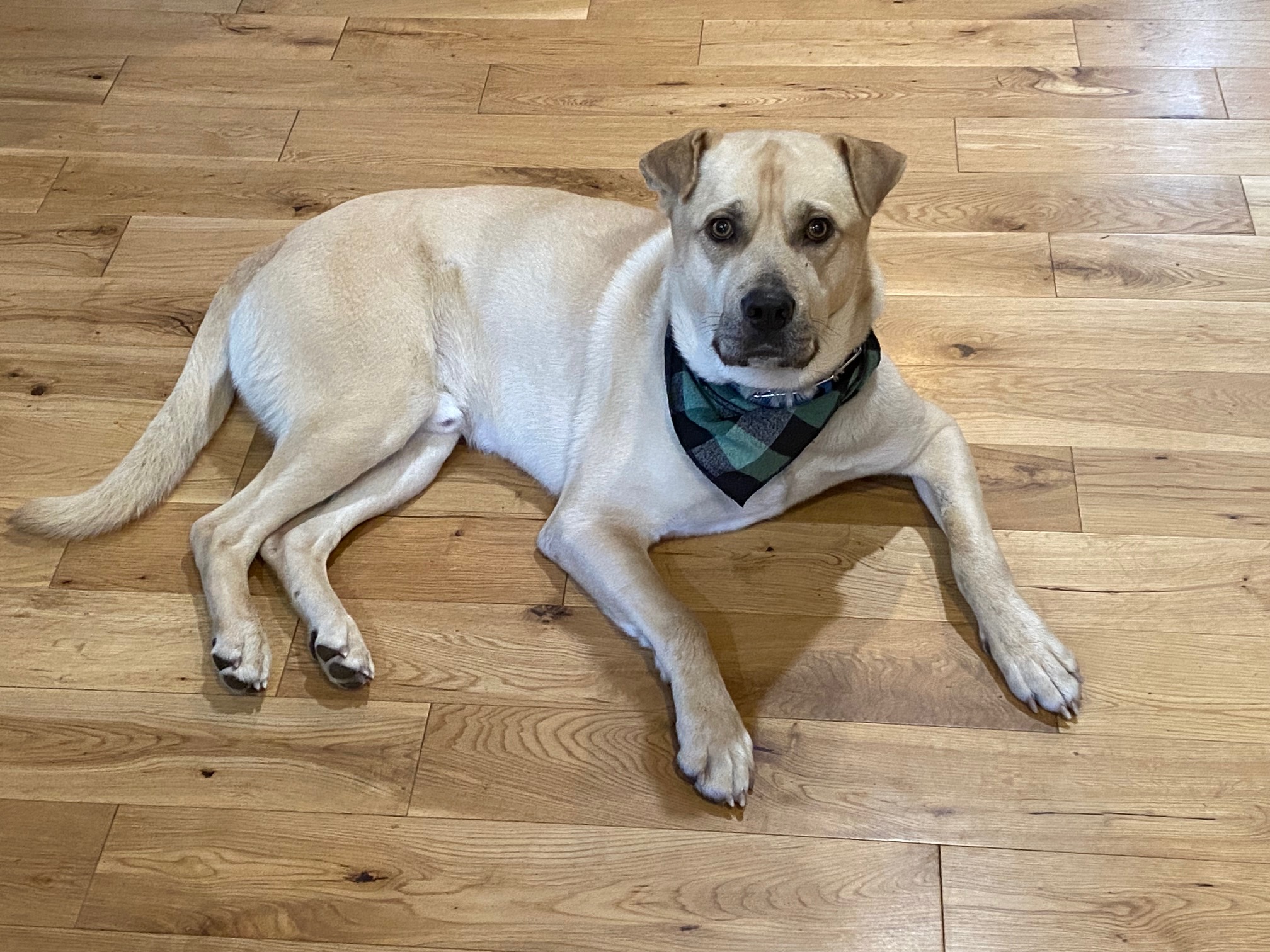 Adoption Black Lab Shar Pei Mix Puppy Top Shar Pei Husky Lab Mix - Main Image