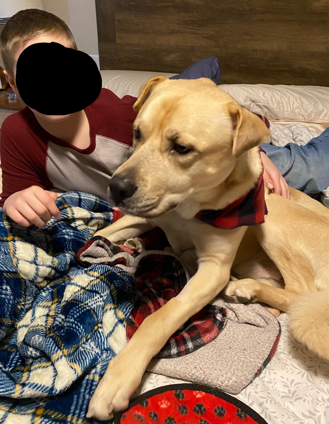 Buddy (Lab/Shar Pei), a Adoptable mixed breed in lynnwood , WA image 3/6