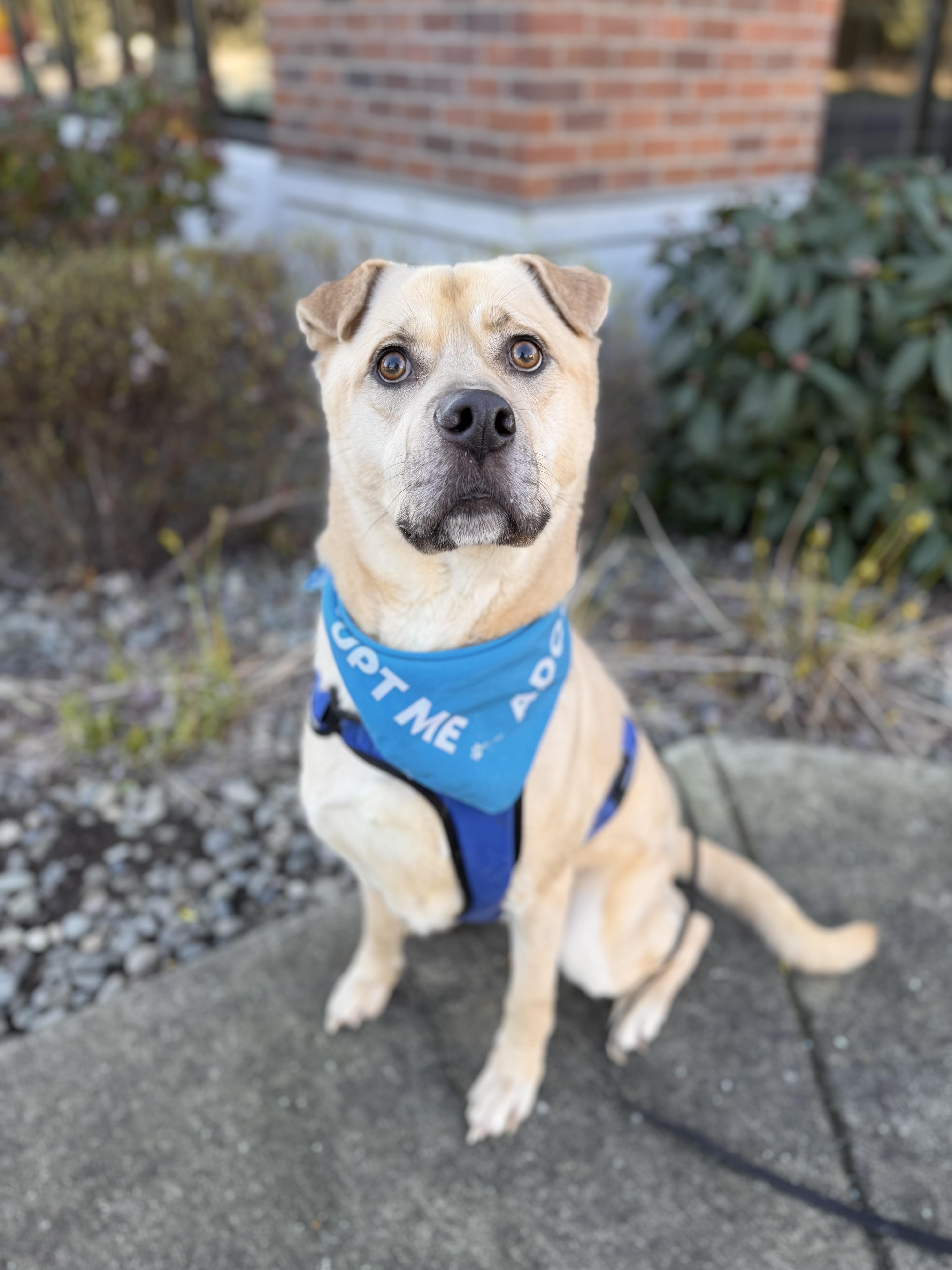 Enlarge Buddy (Lab/Shar Pei), a Adoptable mixed breed in lynnwood , WA image 6/6