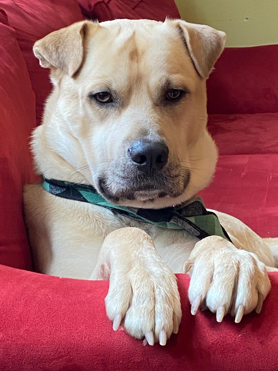Buddy (Lab/Shar Pei), Adoptable, Adult Male Labrador Retriever & Shar-Pei.
