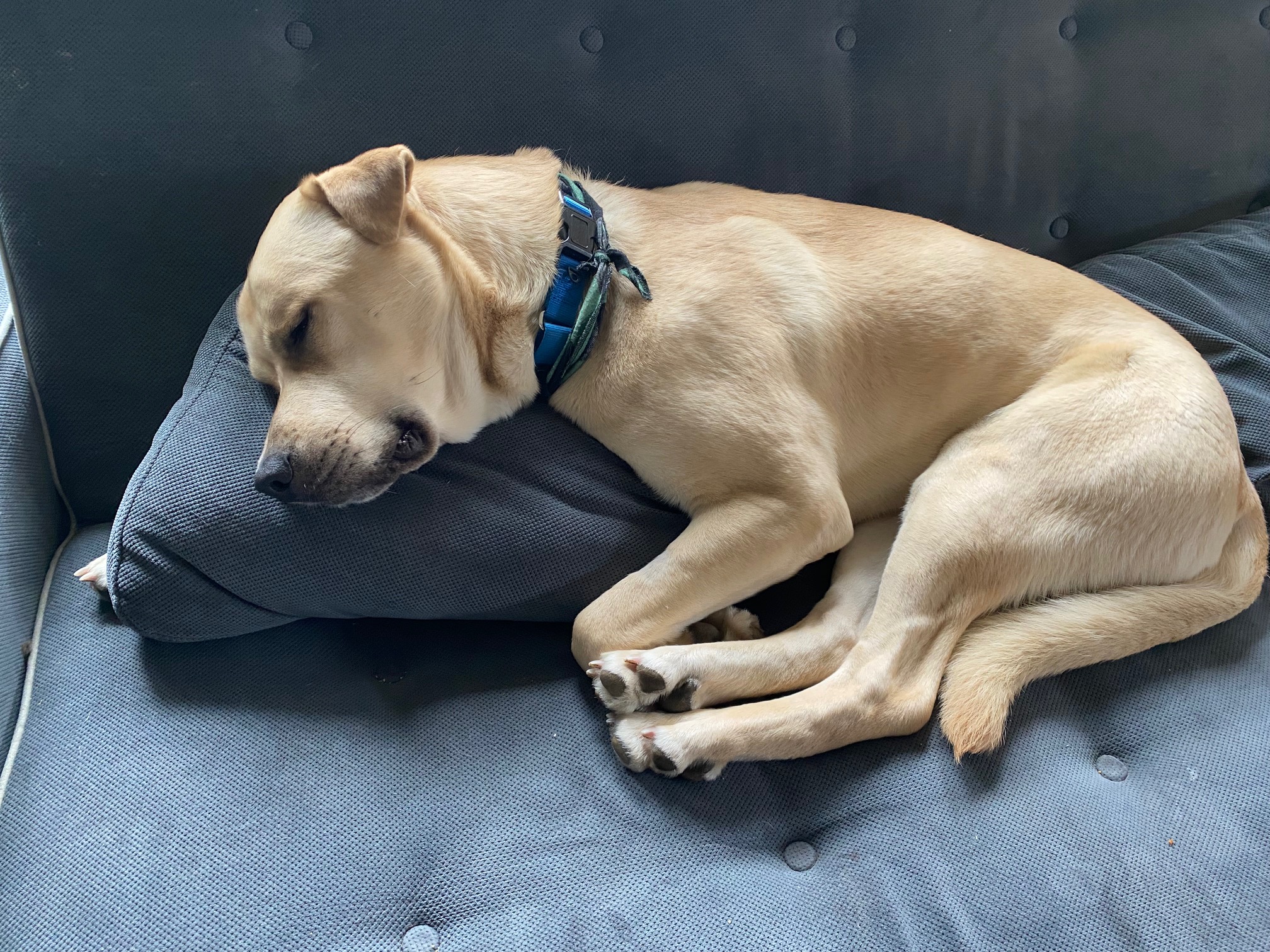Buddy (Lab/Shar Pei), a Adoptable mixed breed in lynnwood , WA image 5/6
