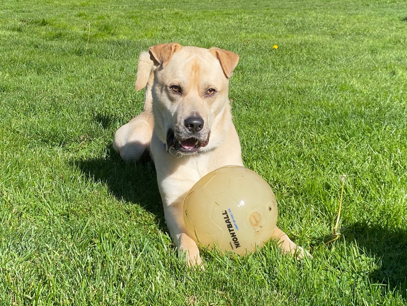 Buddy (Lab/Shar Pei), a Adoptable mixed breed in lynnwood , WA image 6/6
