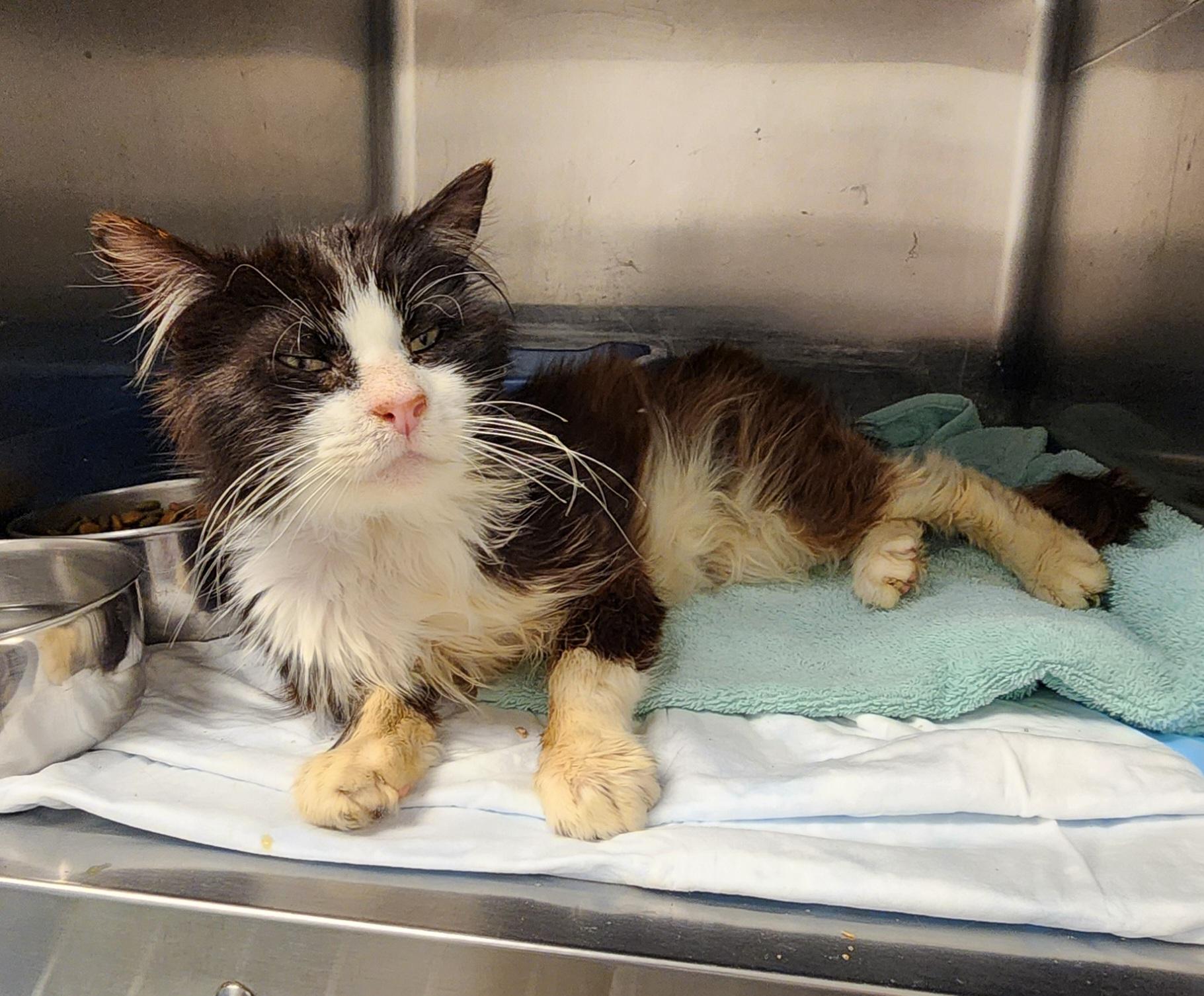 Hercules, a Adoptable Domestic Long Hair in Stanley, VA image 2/2