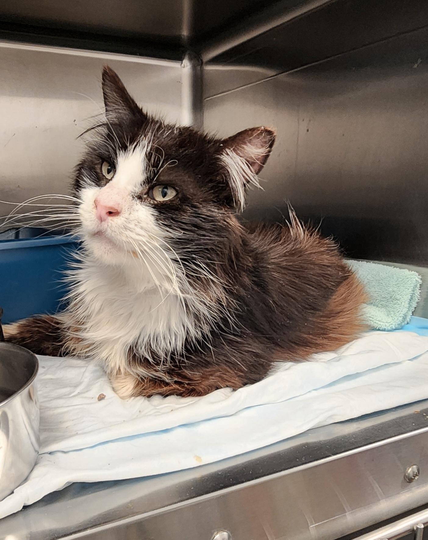 Hercules, Adoptable, Adult Male Domestic Long Hair.
