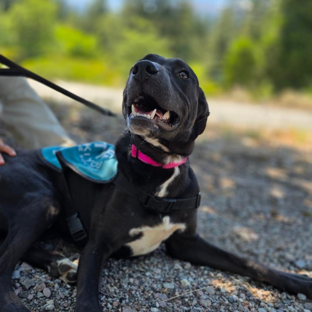 Gordie, Adoptable, Young Male Labrador Retriever & Pit Bull Terrier.