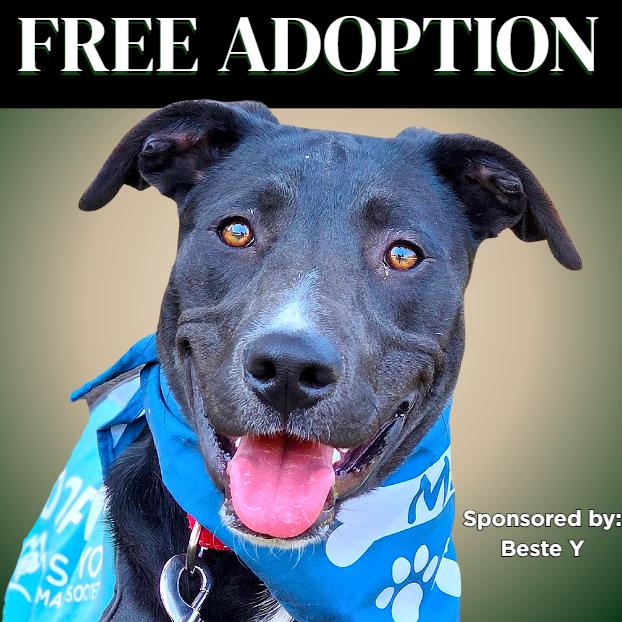 Enlarge Gordie, a Adoptable mixed breed in Mount Shasta, CA image 2/6