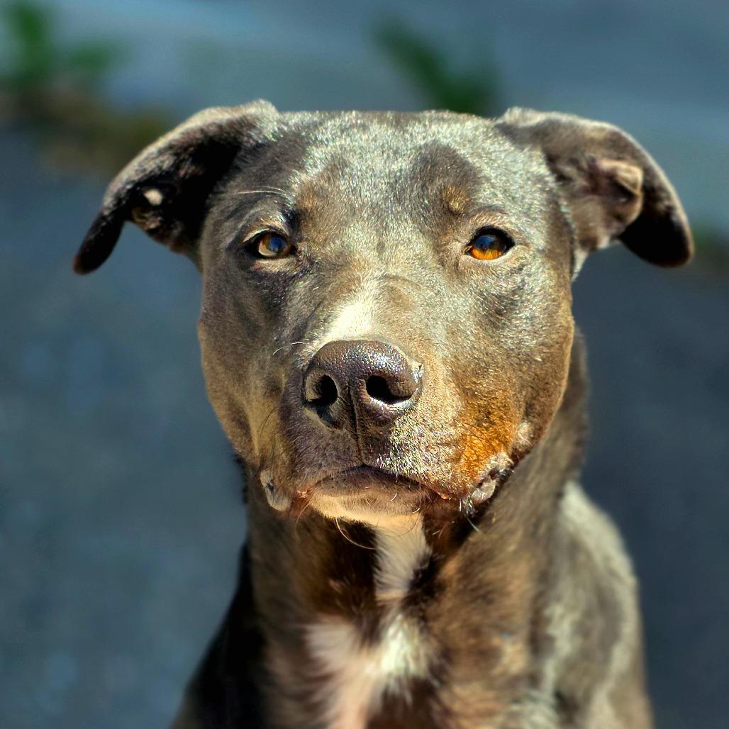 Enlarge Gordie, a Adoptable mixed breed in Mount Shasta, CA image 2/6