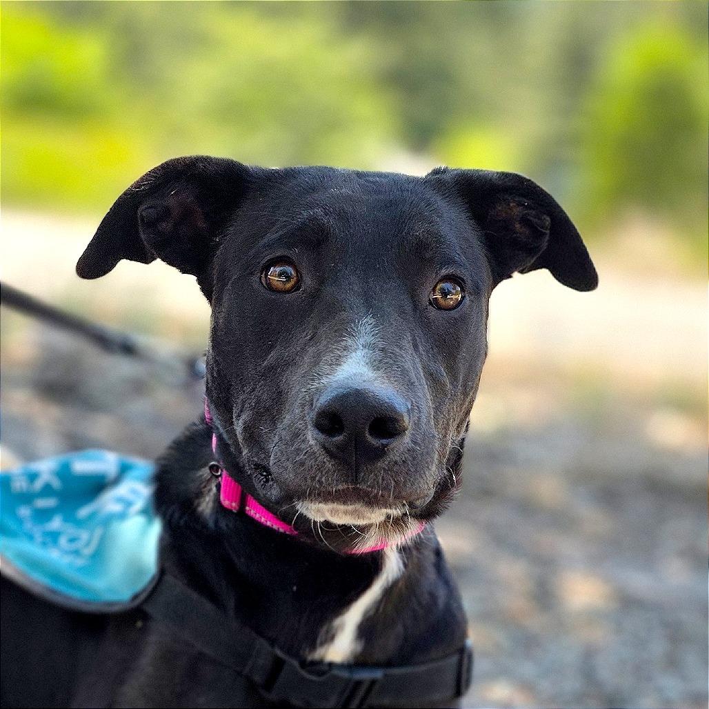 Enlarge Gordie, a Adoptable mixed breed in Mount Shasta, CA image 3/6