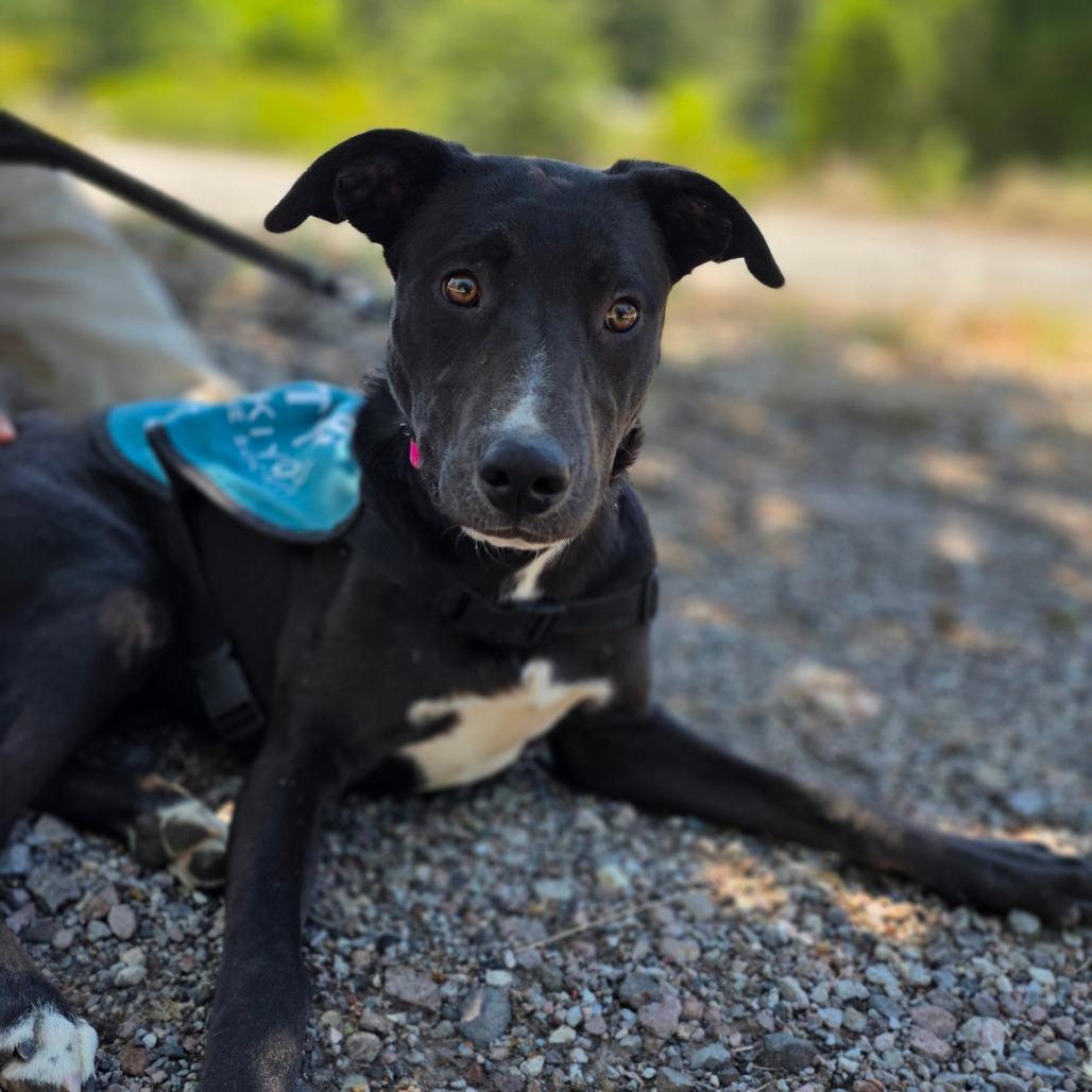 Enlarge Gordie, a Adoptable mixed breed in Mount Shasta, CA image 4/6