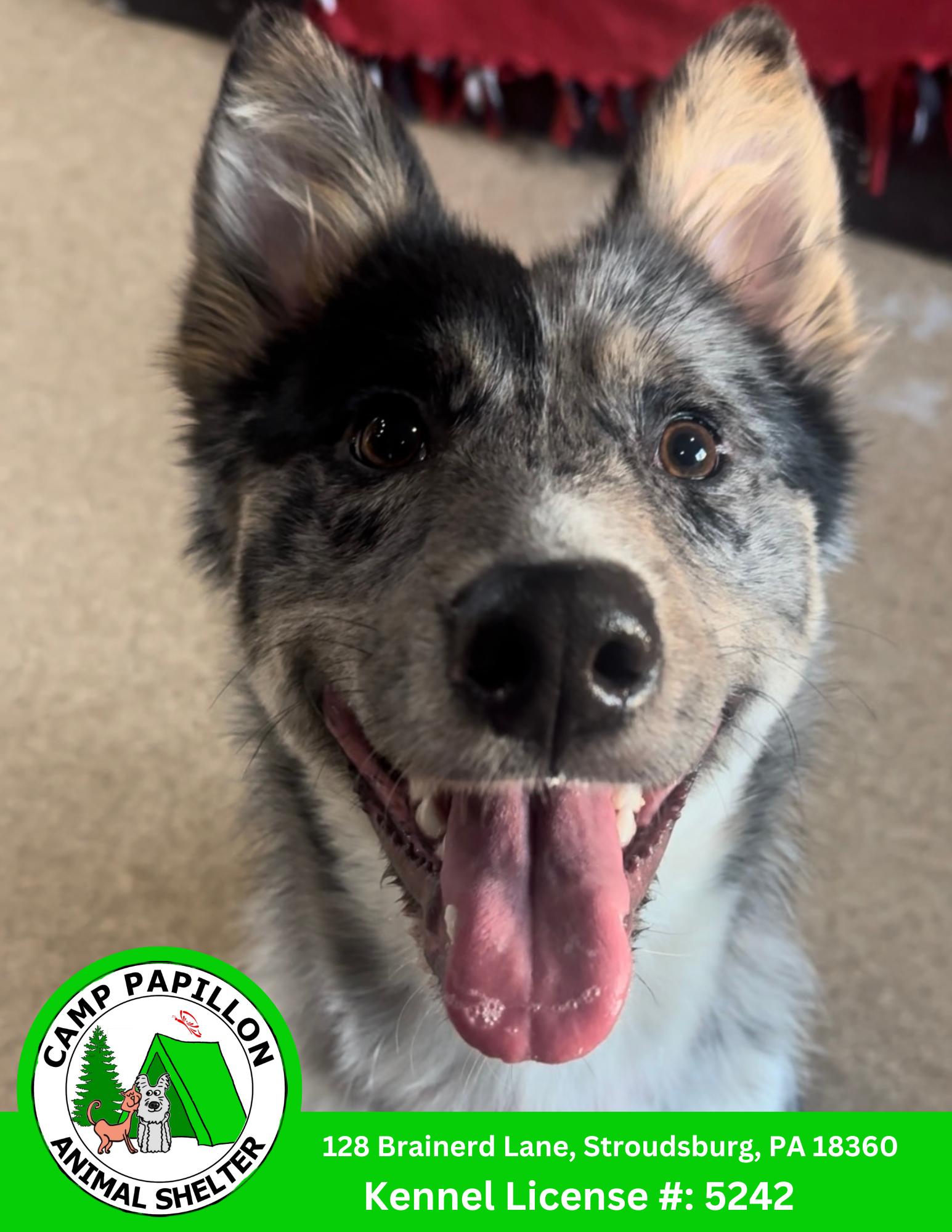 Cruella, Adopted, Young Female Australian Cattle Dog / Blue Heeler.