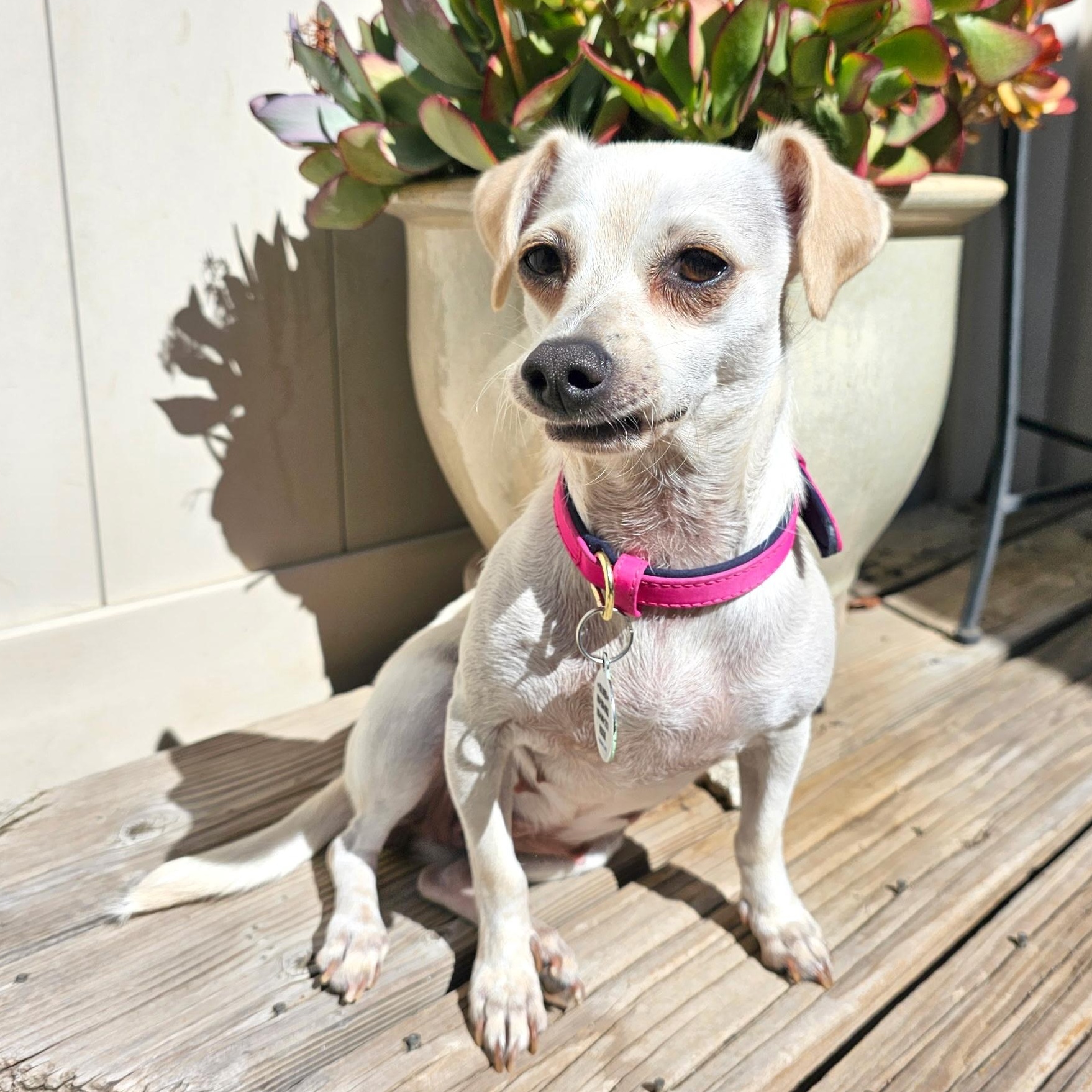 Enlarge Patty, a ADOPTABLE mixed breed in Los Angeles, CA image 1/6